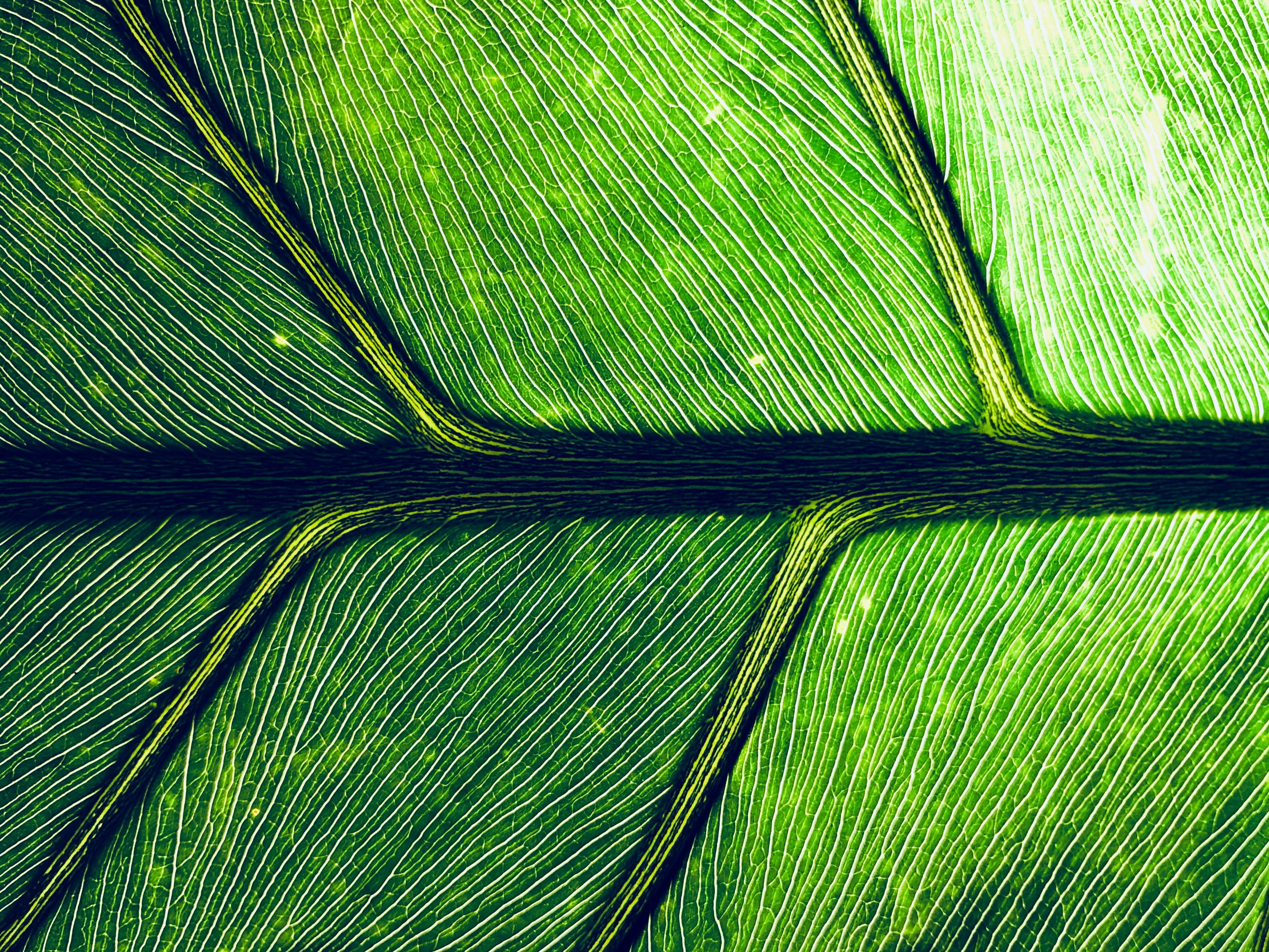 We select premium adaptogen botanicals